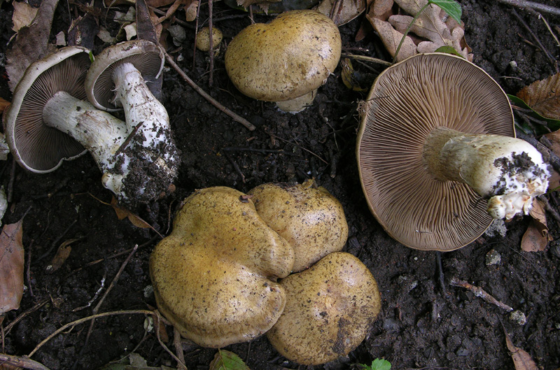 Cortinarius infractus (Pers.:Fr) Fr. Scheda fotografica